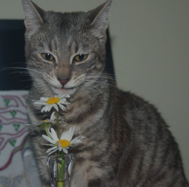 "she Loves Me, She Loves Me Not..."