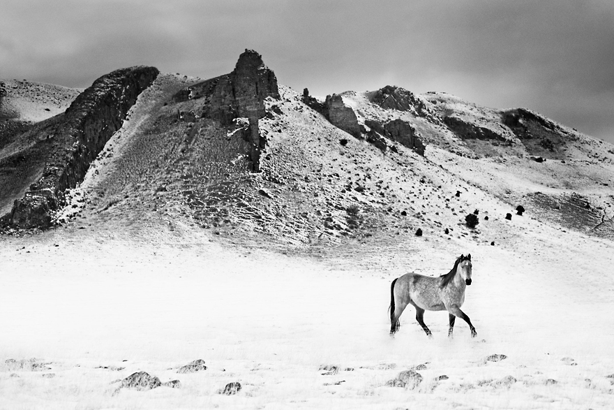I Chase Wild Horses In North America To Photograph Their Beauty