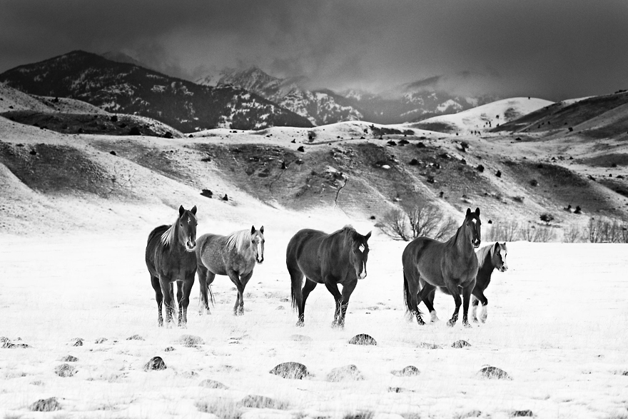 I Chase Wild Horses In North America To Photograph Their Beauty