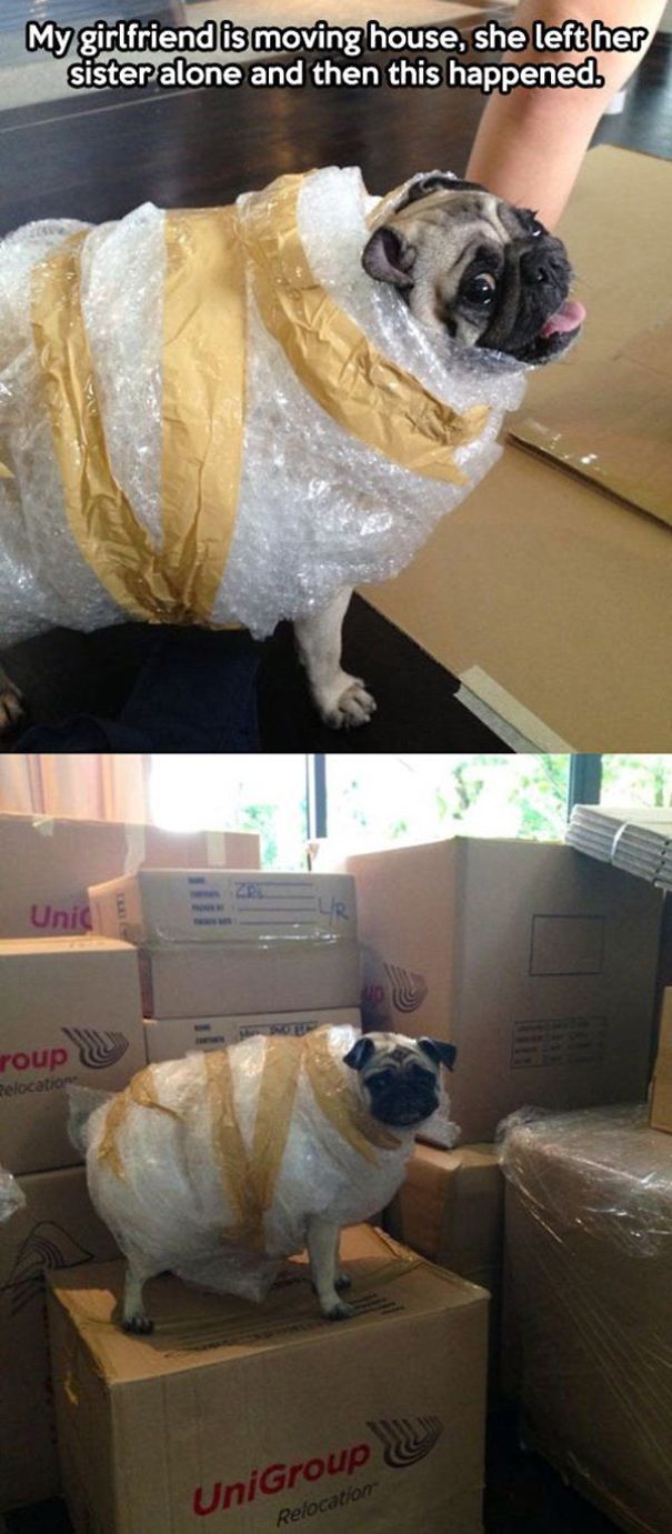 Most Hilarious Moving House Fails Most Hilarious Moving House Fails
