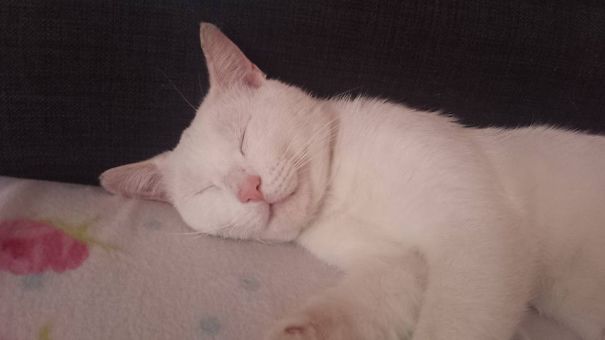 Mr Biscuits Having A Smiley Dream