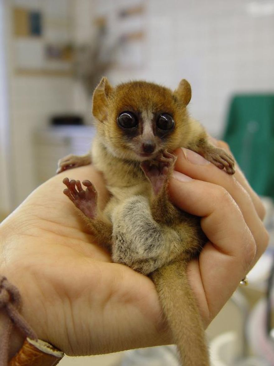 My Top 10 List Of Tiny And Adorable Lemur Species My Top 10 List Of Tiny And Adorable Lemur Species