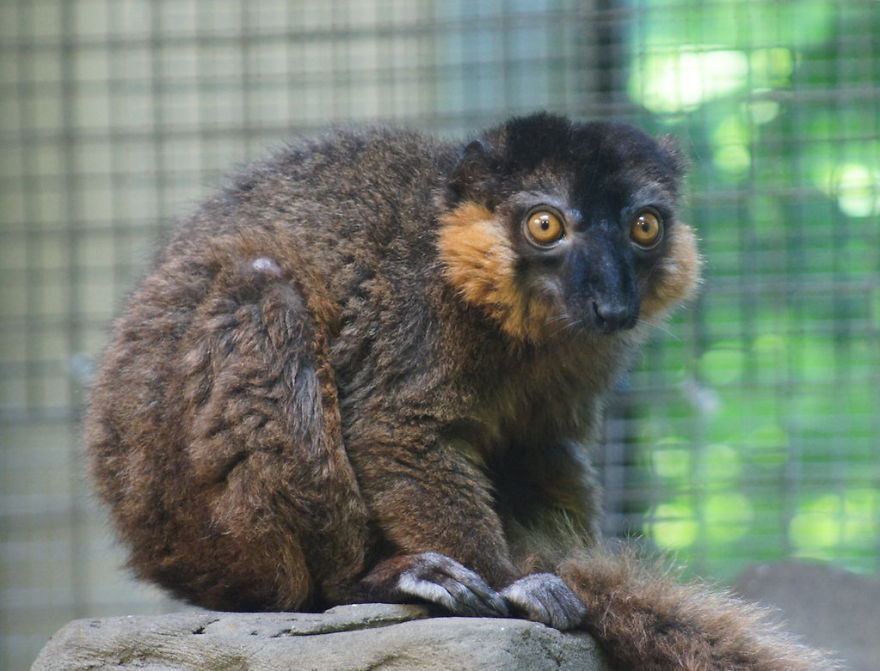 My Top 10 List Of Tiny And Adorable Lemur Species My Top 10 List Of Tiny And Adorable Lemur Species