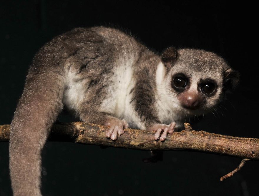 My Top 10 List Of Tiny And Adorable Lemur Species My Top 10 List Of Tiny And Adorable Lemur Species
