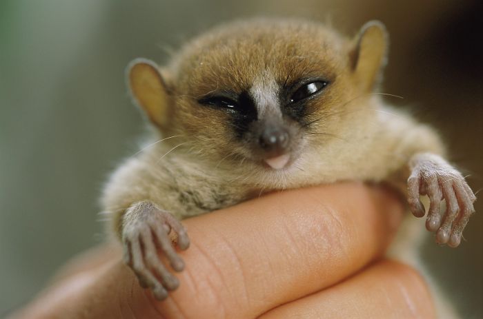 My Top 10 List Of Tiny And Adorable Lemur Species