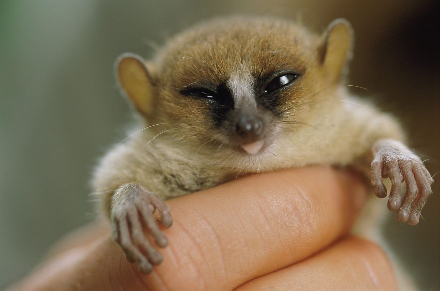 My Top 10 List Of Tiny And Adorable Lemur Species
