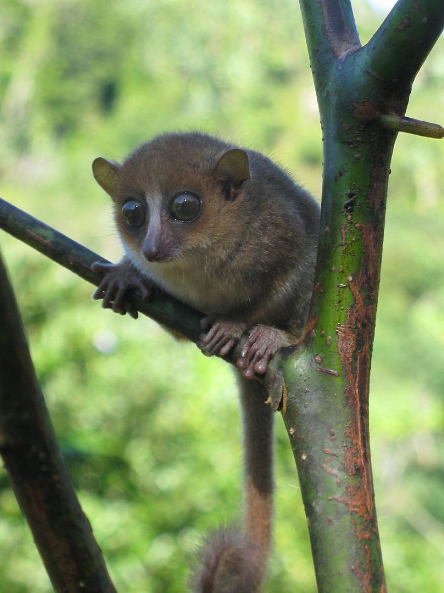 My Top 10 List Of Tiny And Adorable Lemur Species My Top 10 List Of Tiny And Adorable Lemur Species