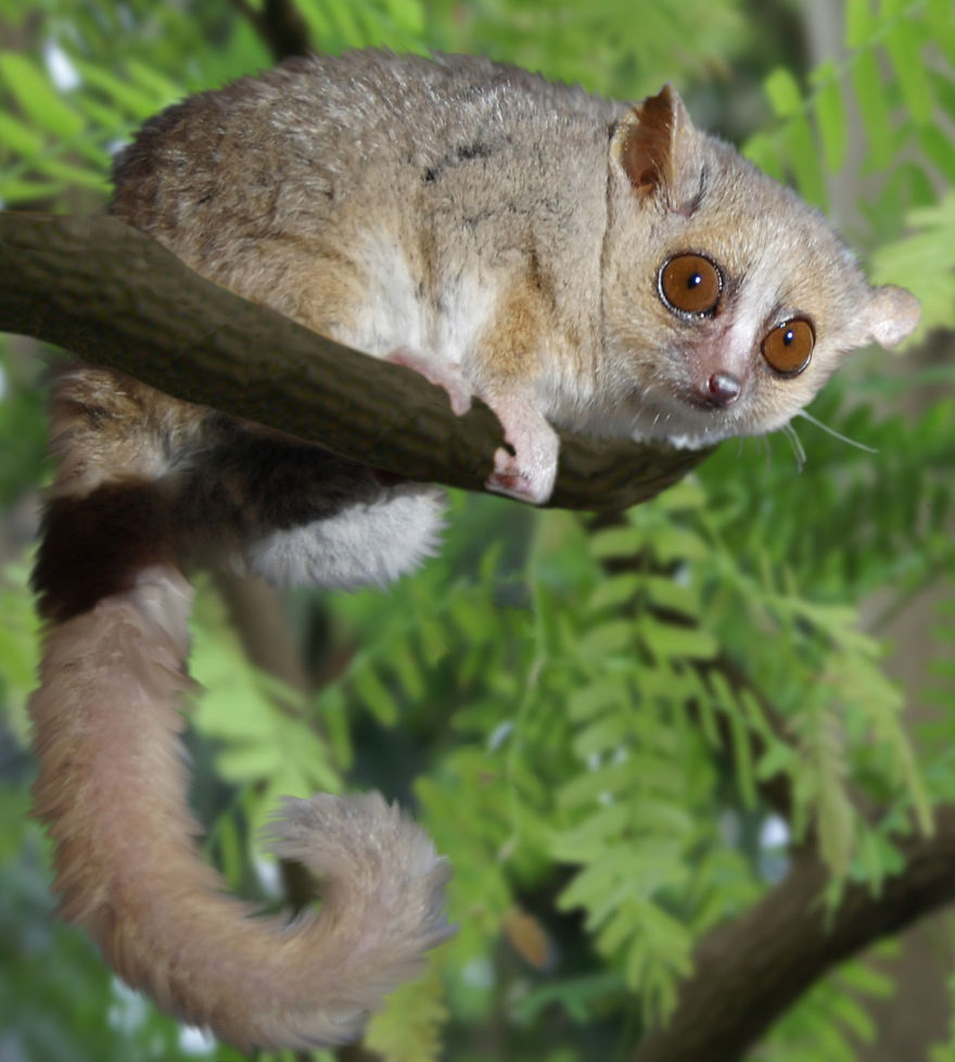My Top 10 List Of Tiny And Adorable Lemur Species My Top 10 List Of Tiny And Adorable Lemur Species