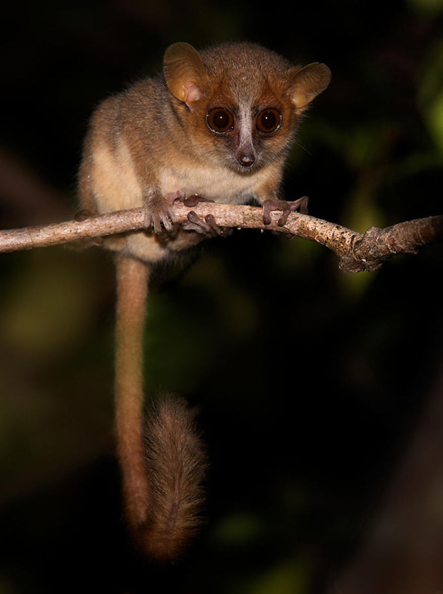 My Top 10 List Of Tiny And Adorable Lemur Species My Top 10 List Of Tiny And Adorable Lemur Species