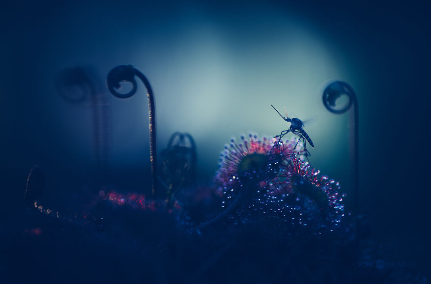 My Macro Photos Of Alien-like Carnivorous Plants Called Drosera