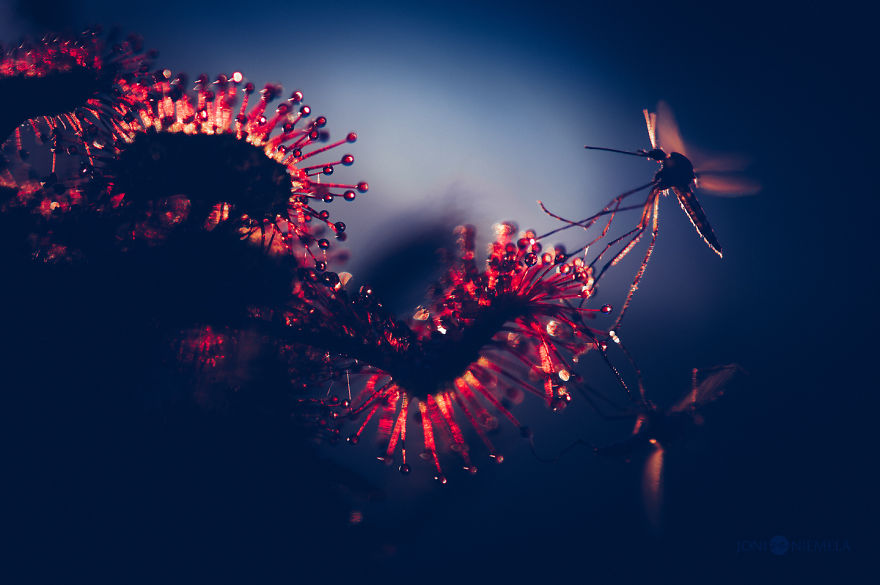 My Macro Photos Of Alien-like Carnivorous Plants Called Drosera