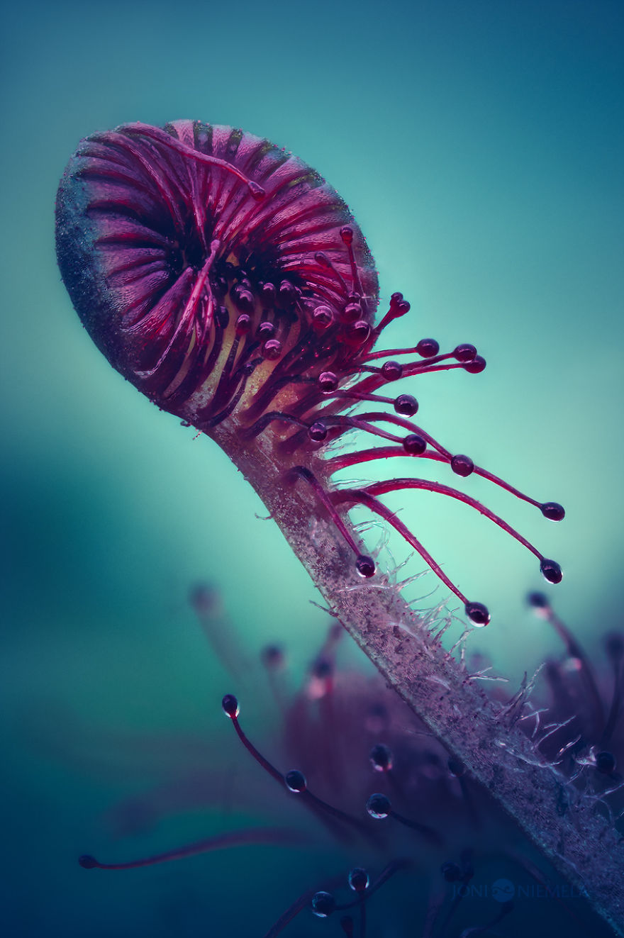 My Macro Photos Of Alien-like Carnivorous Plants Called Drosera