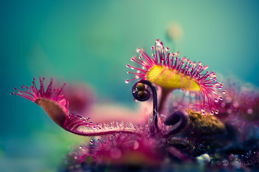 My Macro Photos Of Alien-like Carnivorous Plants Called Drosera