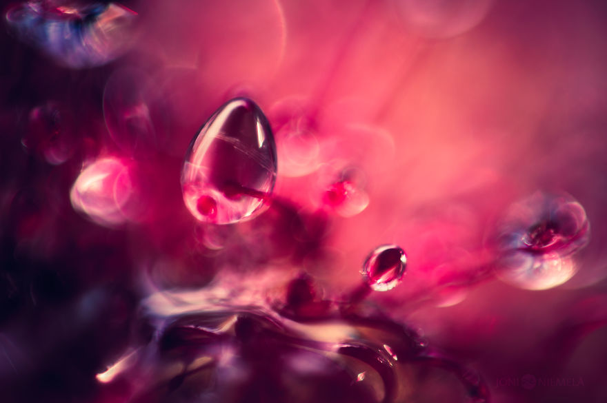 My Macro Photos Of Alien-like Carnivorous Plants Called Drosera