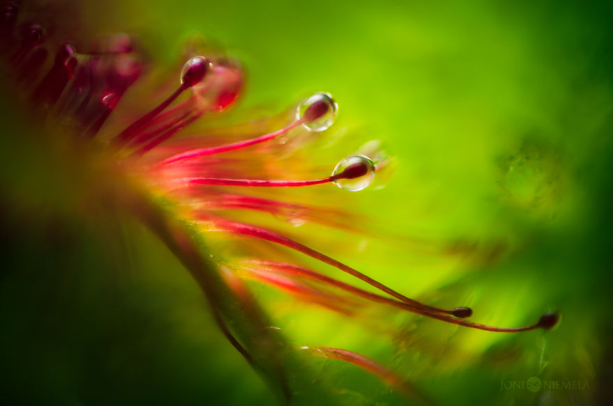 My Macro Photos Of Alien-like Carnivorous Plants Called Drosera My Macro Photos Of Alien-like Carnivorous Plants Called Drosera