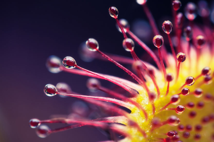 My Macro Photos Of Alien-like Carnivorous Plants Called Drosera