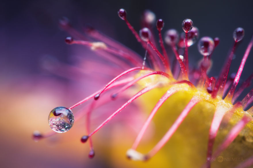 My Macro Photos Of Alien-like Carnivorous Plants Called Drosera