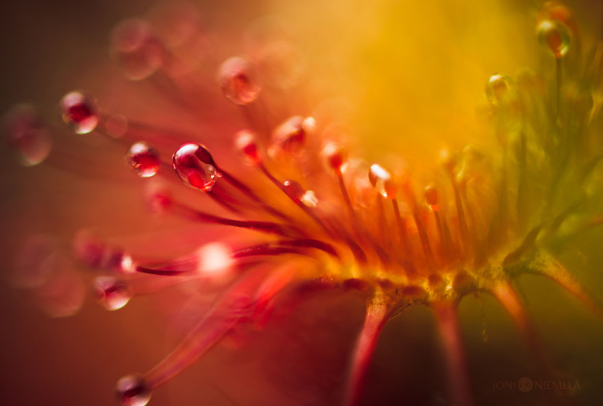 My Macro Photos Of Alien-like Carnivorous Plants Called Drosera
