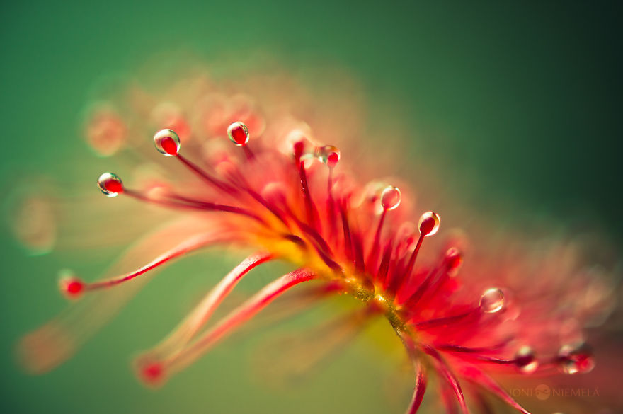 My Macro Photos Of Alien-like Carnivorous Plants Called Drosera