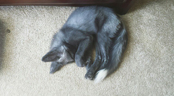 My Two Cute Troublemakers Odin And Frigga My Two Cute Troublemakers Odin And Frigga