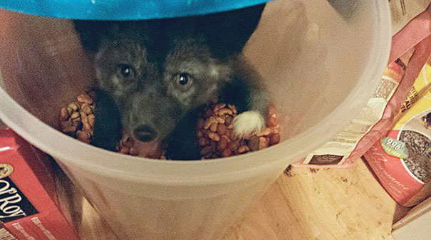 My Two Cute Troublemakers Odin And Frigga My Two Cute Troublemakers Odin And Frigga