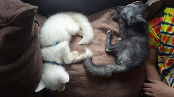 My Two Cute Troublemakers Odin And Frigga