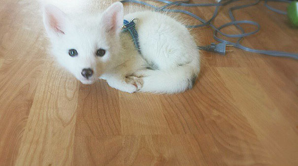 My Two Cute Troublemakers Odin And Frigga My Two Cute Troublemakers Odin And Frigga