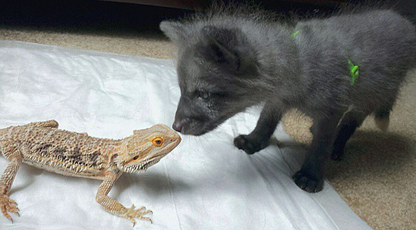 My Two Cute Troublemakers Odin And Frigga My Two Cute Troublemakers Odin And Frigga