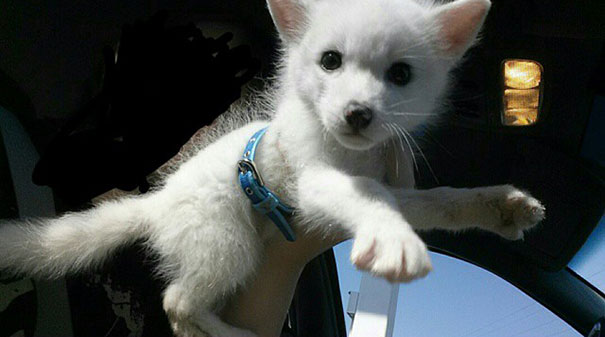 My Two Cute Troublemakers Odin And Frigga My Two Cute Troublemakers Odin And Frigga