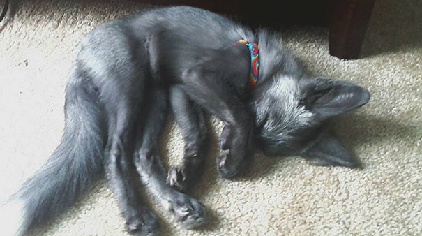 My Two Cute Troublemakers Odin And Frigga My Two Cute Troublemakers Odin And Frigga