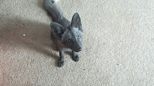 My Two Cute Troublemakers Odin And Frigga My Two Cute Troublemakers Odin And Frigga