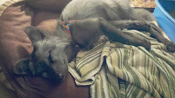 My Two Cute Troublemakers Odin And Frigga My Two Cute Troublemakers Odin And Frigga