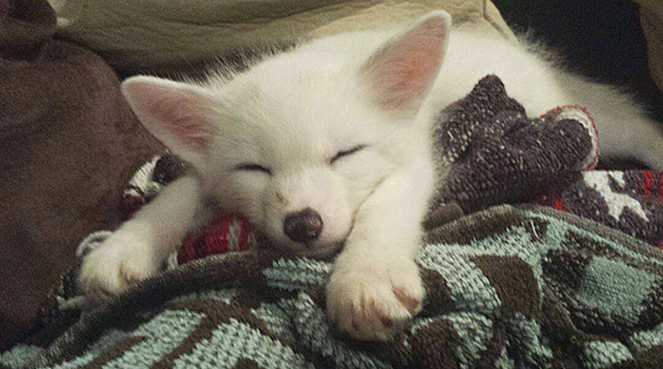 My Two Cute Troublemakers Odin And Frigga My Two Cute Troublemakers Odin And Frigga