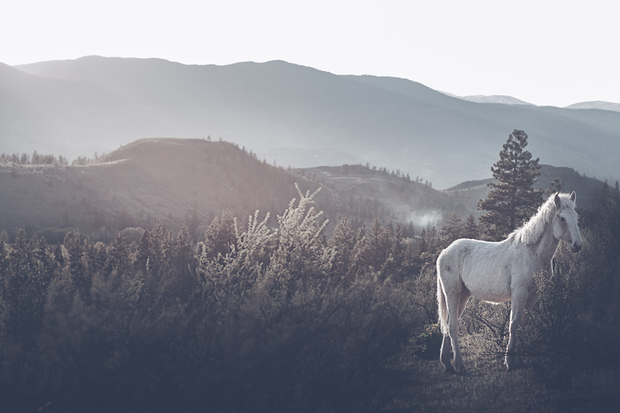 I Chase Wild Horses In North America To Photograph Their Beauty