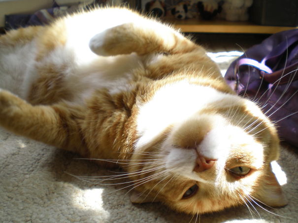 I Adopted Big Garfield When He Was Six. He Spent Five Furryful Years With Us