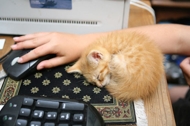 Firepaw Hard At Work.