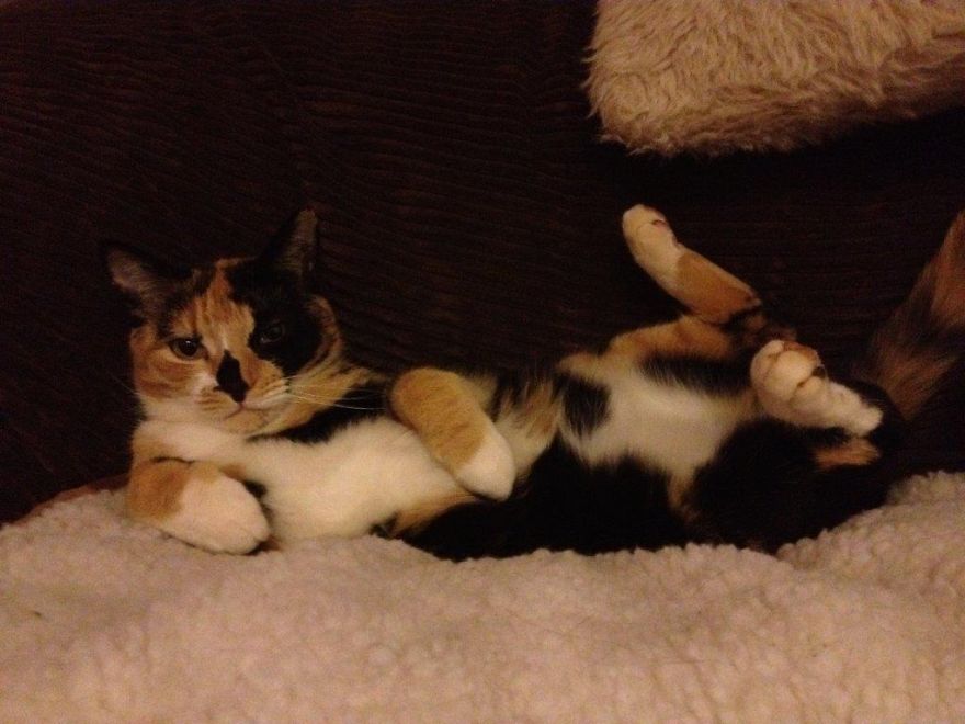 All I Need Now Is The Remote And Then I Am Sorted - Marley Honeydew Ridge