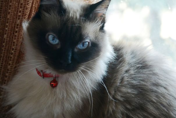 We Found Her Out In The Street At Age 6. Now She Is 9 And Feeling Even Younger! We