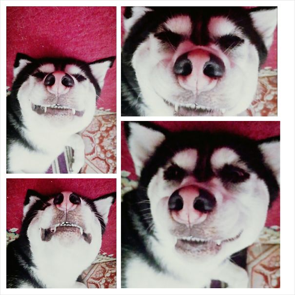 Sleepy 4 Months Husky Instantly Falling Asleep