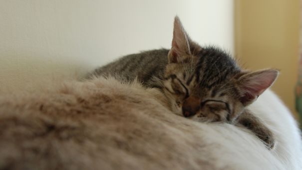 Fluffy's First Day Out Of Forrest Into New Home, Sleeping On A Raindeer Fur.