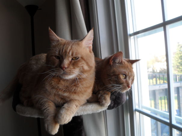 Angus Is 12 Years Old And Daffodil 2 Years Old, Adopted As Strangers And Now In Love.