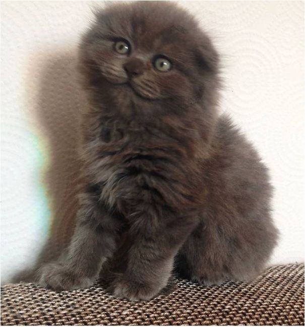 Shi Fu My Softy Scottish Fold Smiling.