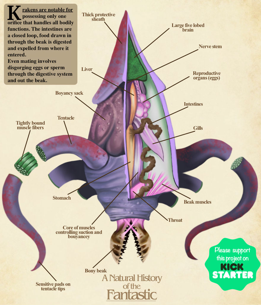The Anatomy Of Fantasy Creatures
