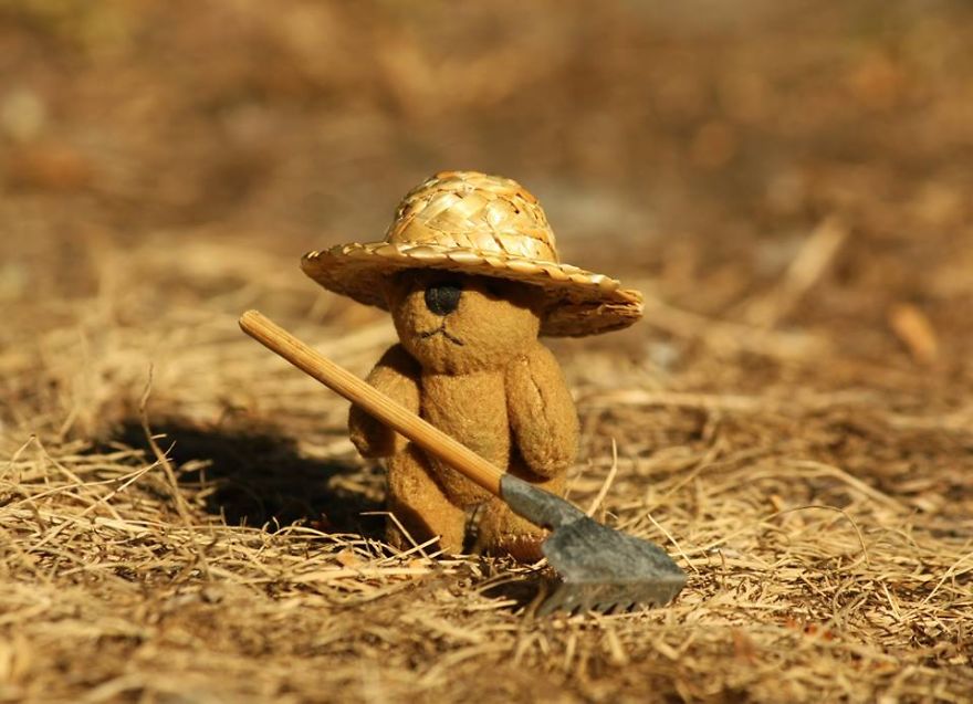 Turbo Bear Explores His Little World