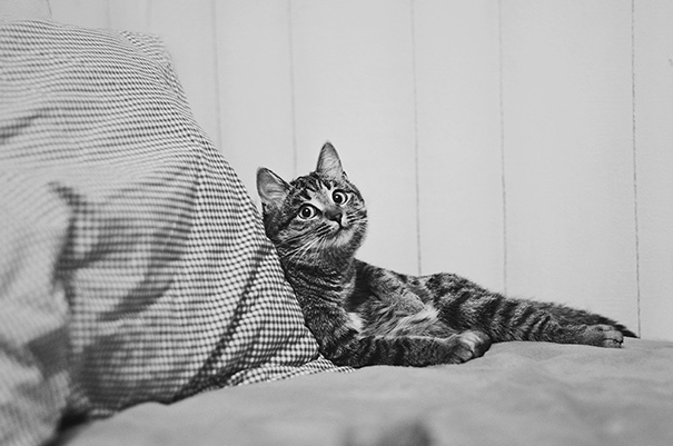 My Cat Sometimes Makes Very Funny Faces