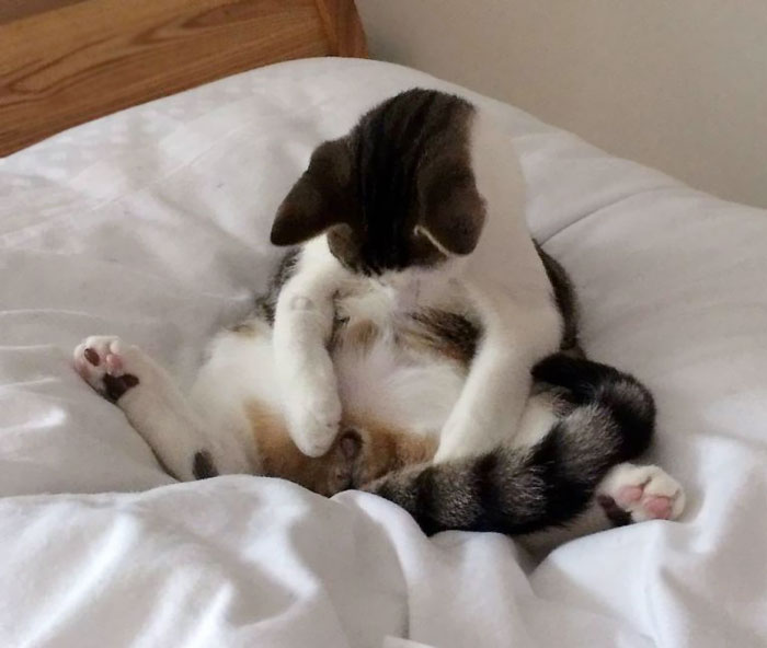 angry-cat-photo-reaction-neutered-snipped-milo-2