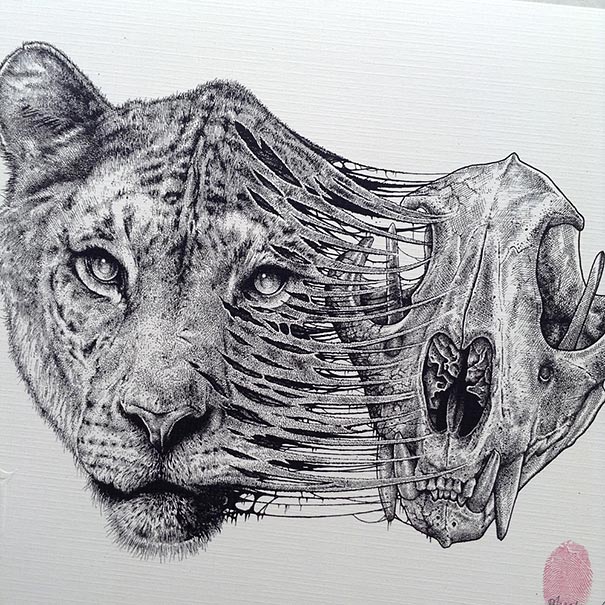 animal-skull-drawings-paul-jackson-10 animal-skull-drawings-paul-jackson-10