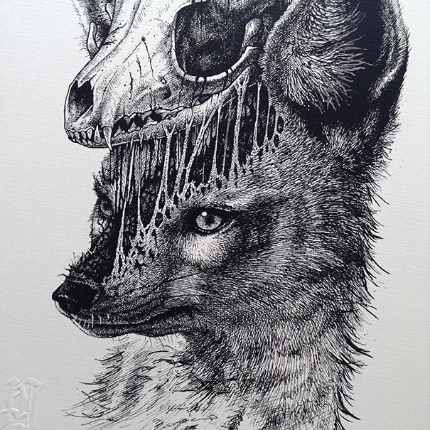 animal-skull-drawings-paul-jackson-6 animal-skull-drawings-paul-jackson-6