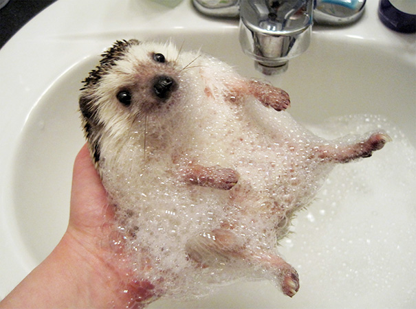 Just A Hedgehog Taking A Bubble Bath
