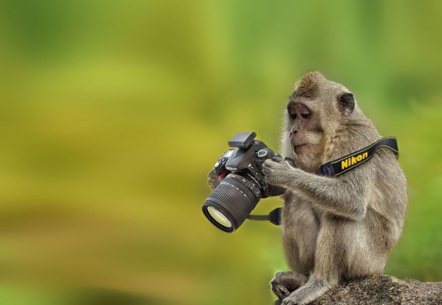Monkey With Camera